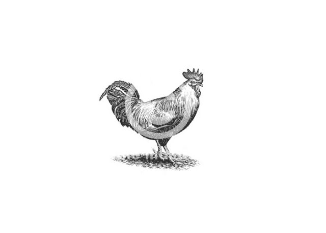 farm rooster